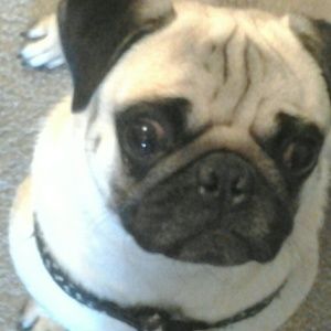 Meet your Posher, Teresa